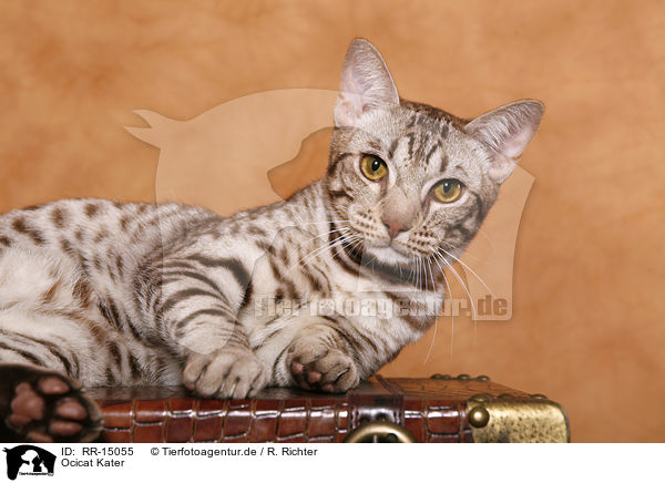 Ocicat Kater / Ocicat tomcat / RR-15055