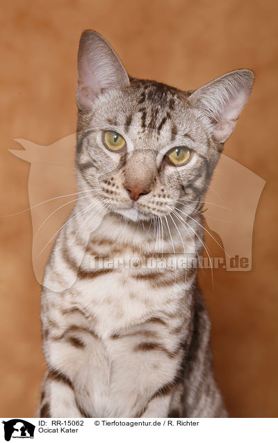 Ocicat Kater / Ocicat tomcat / RR-15062