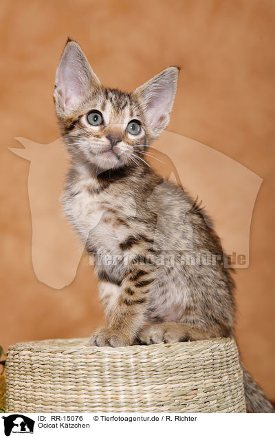 Ocicat K�tzchen / Ocicat Kitten / RR-15076