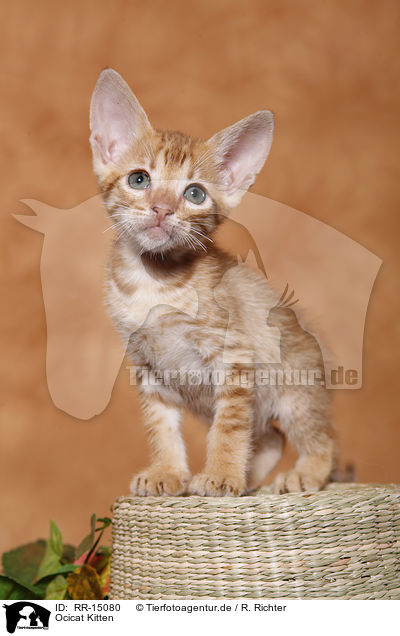 Ocicat Kitten / Ocicat Kitten / RR-15080