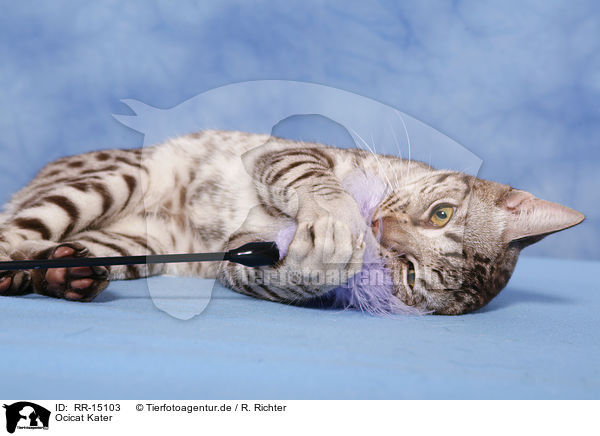 Ocicat Kater / Ocicat tomcat / RR-15103