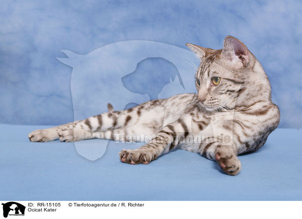 Ocicat Kater / Ocicat tomcat / RR-15105