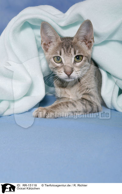 Ocicat Ktzchen / Kitten / RR-15118