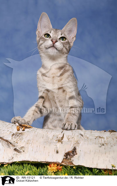 Ocicat Ktzchen / Kitten / RR-15121