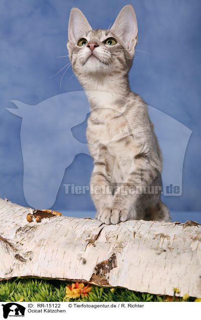 Ocicat Ktzchen / Kitten / RR-15122