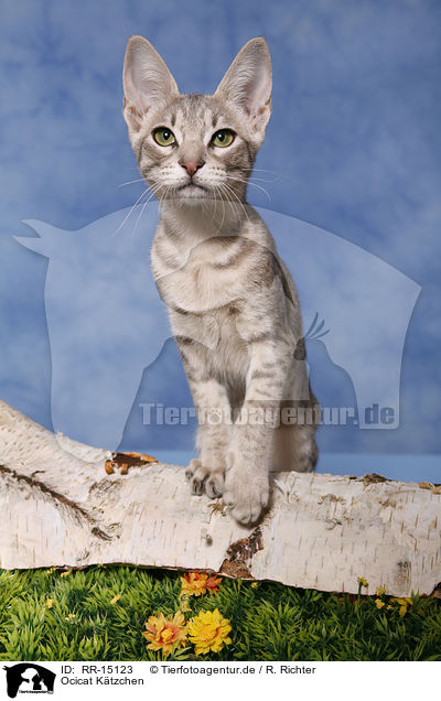 Ocicat Ktzchen / Kitten / RR-15123