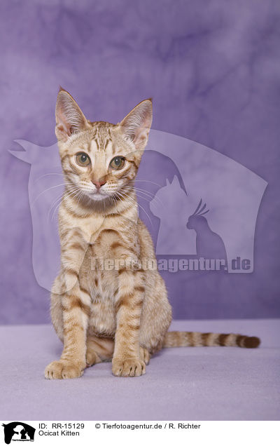 Ocicat Kitten / Ocicat Kitten / RR-15129