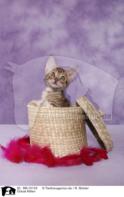 Ocicat Kitten / Ocicat Kitten / RR-15135