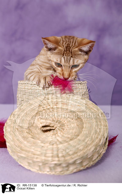 Ocicat Kitten / Ocicat Kitten / RR-15138