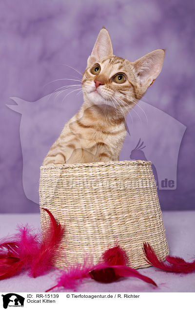 Ocicat Kitten / Ocicat Kitten / RR-15139