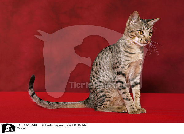 Ocicat / Ocicat / RR-15140