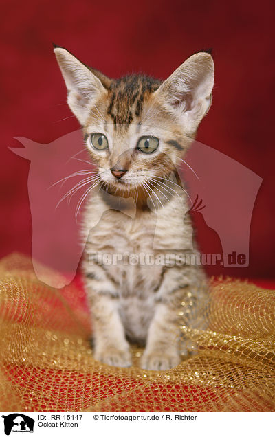 Ocicat Kitten / RR-15147
