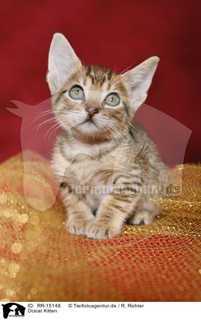 Ocicat Kitten / RR-15148