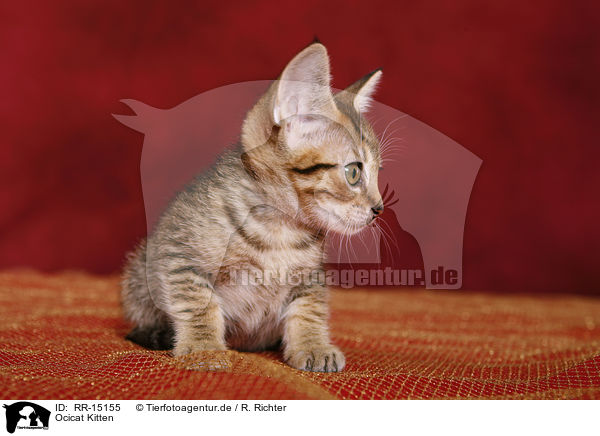 Ocicat Kitten / Ocicat Kitten / RR-15155