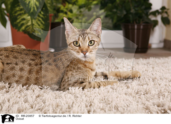 Ocicat / Ocicat / RR-20857