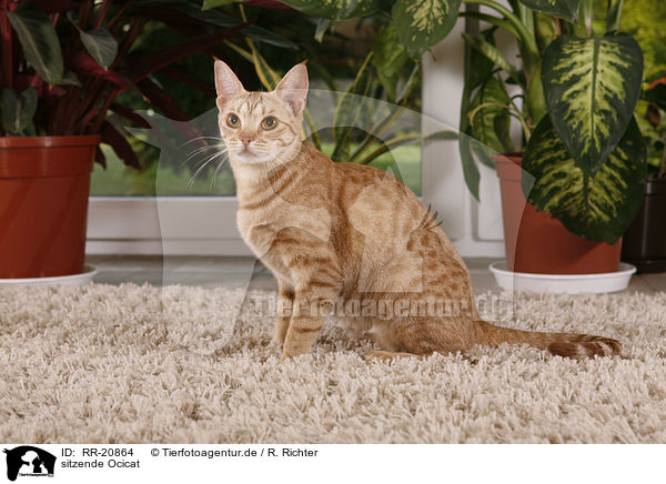 sitzende Ocicat / sitting Ocicat / RR-20864