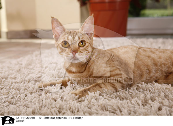 Ocicat / Ocicat / RR-20868