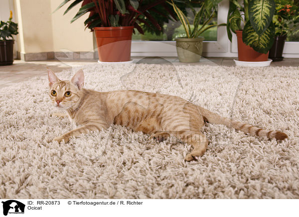 Ocicat / Ocicat / RR-20873