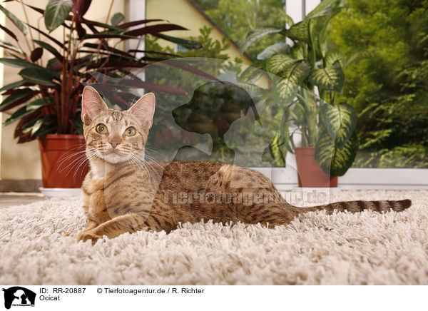 Ocicat / Ocicat / RR-20887