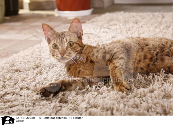 Ocicat / Ocicat / RR-20888