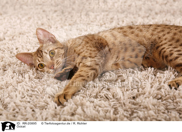 Ocicat / Ocicat / RR-20895