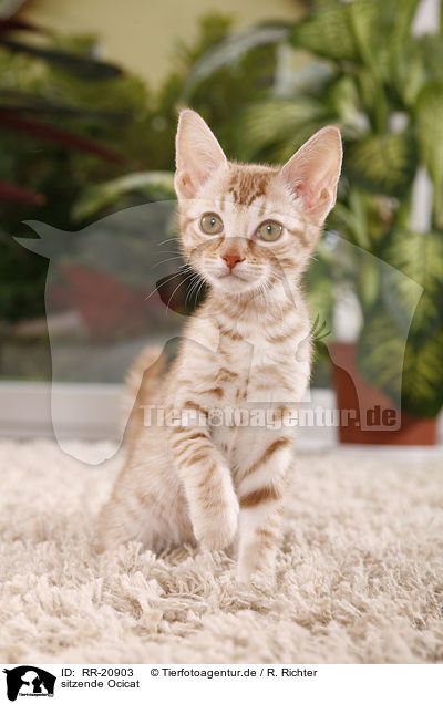 sitzende Ocicat / sitting Ocicat / RR-20903