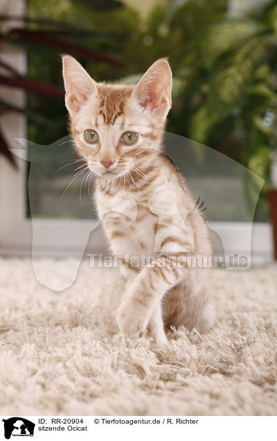 sitzende Ocicat / sitting Ocicat / RR-20904