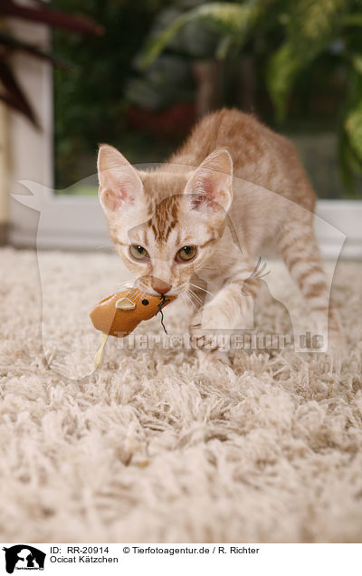 Ocicat Ktzchen / Ocicat kitten / RR-20914