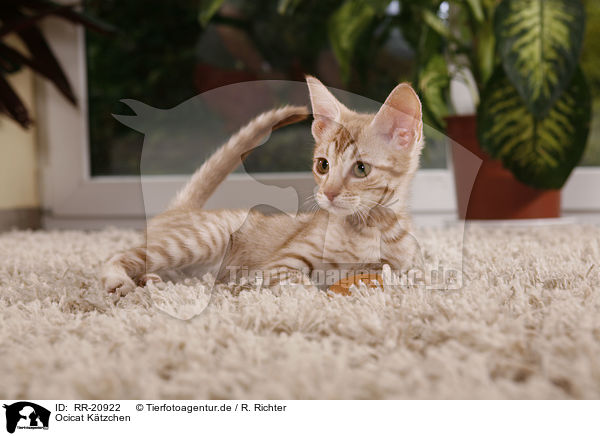 Ocicat Ktzchen / Ocicat kitten / RR-20922