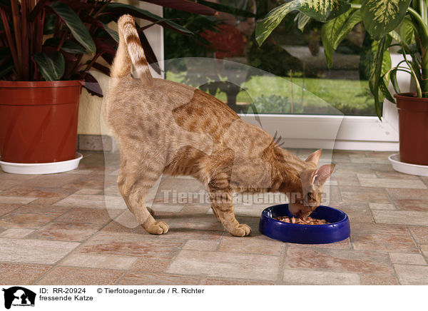 fressende Katze / eating cat / RR-20924