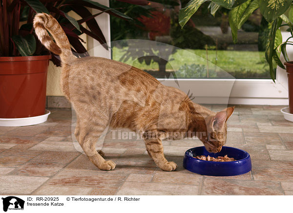 fressende Katze / eating cat / RR-20925