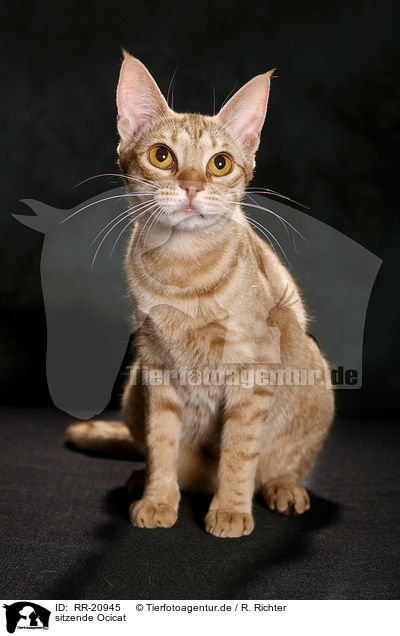 sitzende Ocicat / RR-20945