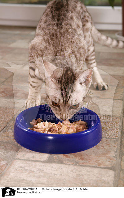 fressende Katze / eating cat / RR-20931