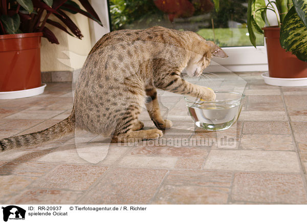 spielende Ocicat / playing Ocicat / RR-20937