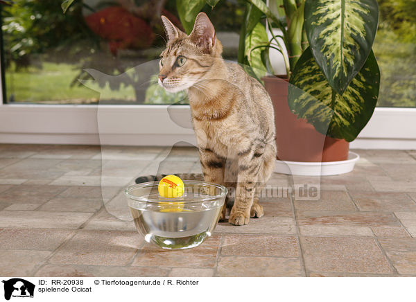 spielende Ocicat / playing Ocicat / RR-20938