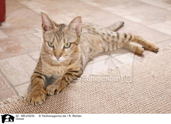 Ocicat / Ocicat / RR-20939