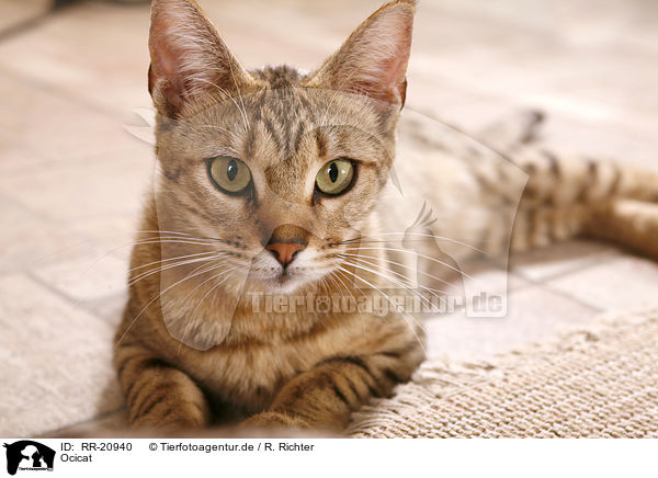 Ocicat / Ocicat / RR-20940