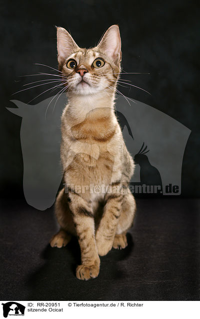sitzende Ocicat / sitting Ocicat / RR-20951