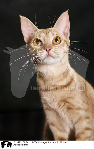 Ocicat Portrait / RR-20954