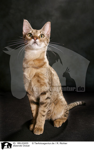 sitzende Ocicat / RR-20955