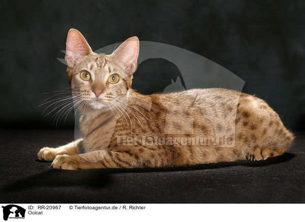 Ocicat / Ocicat / RR-20967