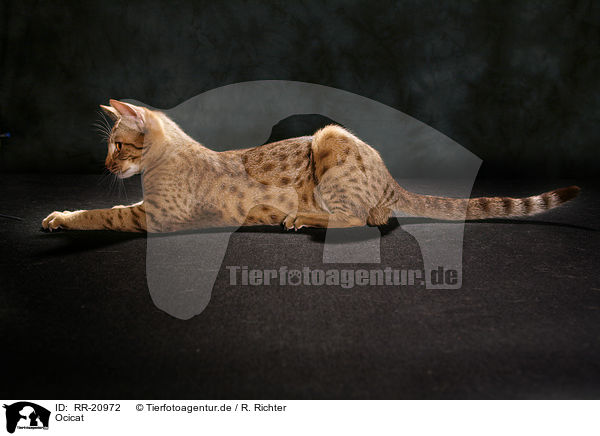 Ocicat / Ocicat / RR-20972