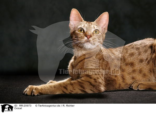 Ocicat / Ocicat / RR-20973