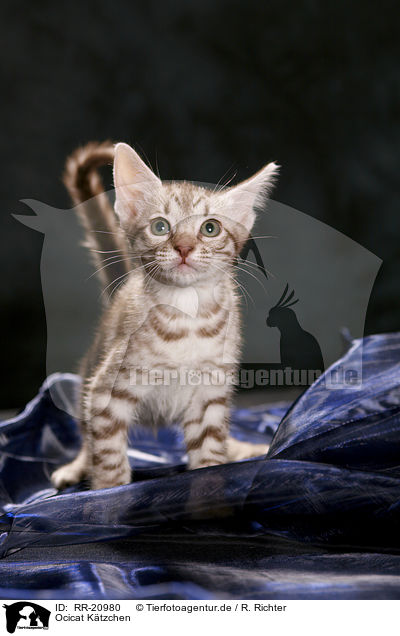 Ocicat Ktzchen / Ocicat kitten / RR-20980