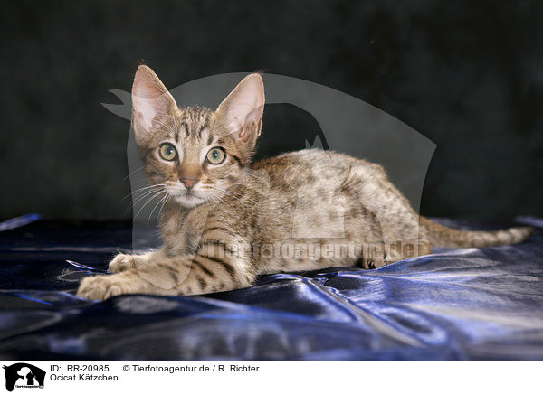 Ocicat Ktzchen / RR-20985