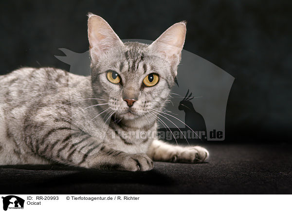 Ocicat / Ocicat / RR-20993