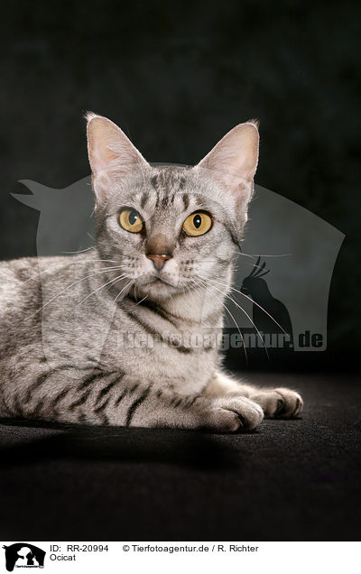 Ocicat / Ocicat / RR-20994