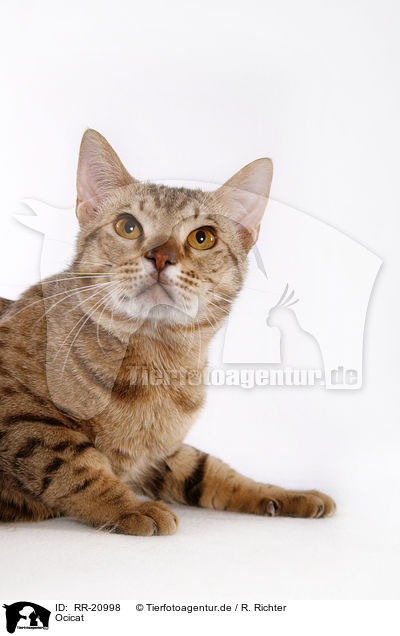 Ocicat / Ocicat / RR-20998