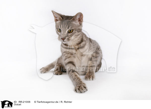 Ocicat / Ocicat / RR-21006