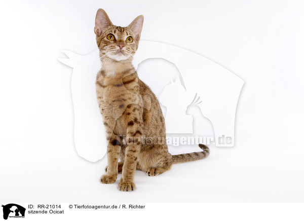 sitzende Ocicat / sitting Ocicat / RR-21014